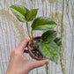 Bazarové kvítko MIX #slowplant