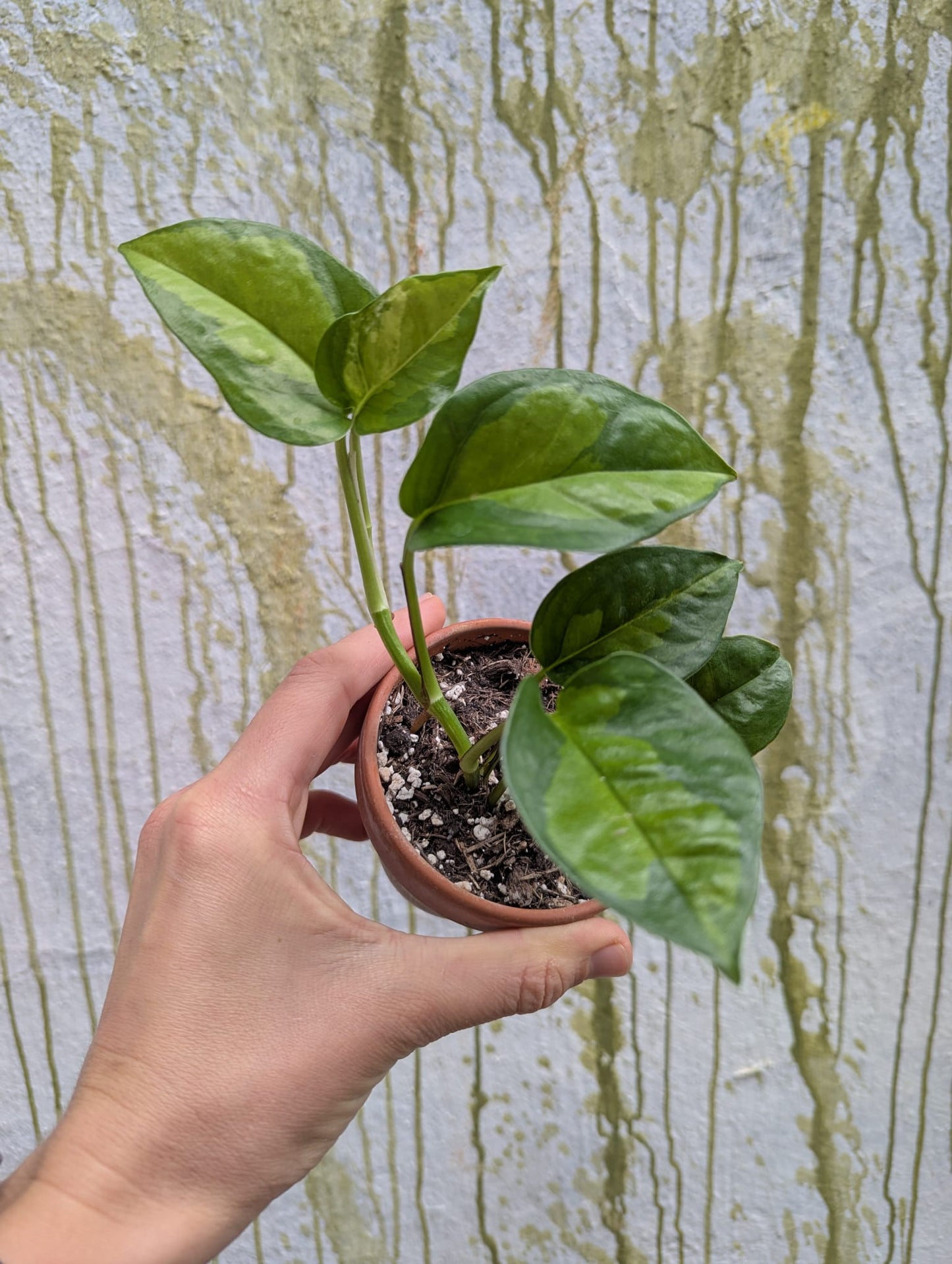 Bazarové kvítko MIX #slowplant