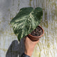 Bazarové kvítko MIX #slowplant