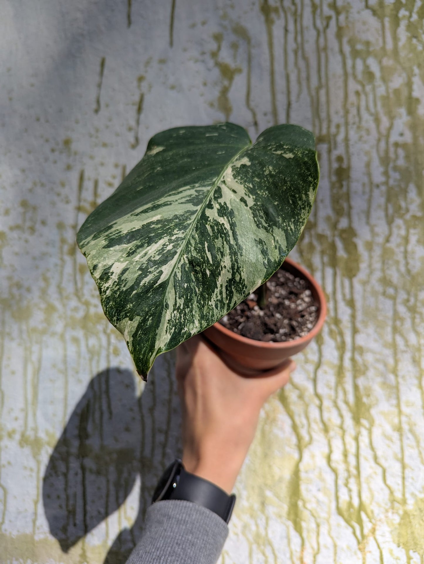 Bazarové kvítko MIX #slowplant