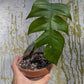 Bazarové kvítko MIX #slowplant