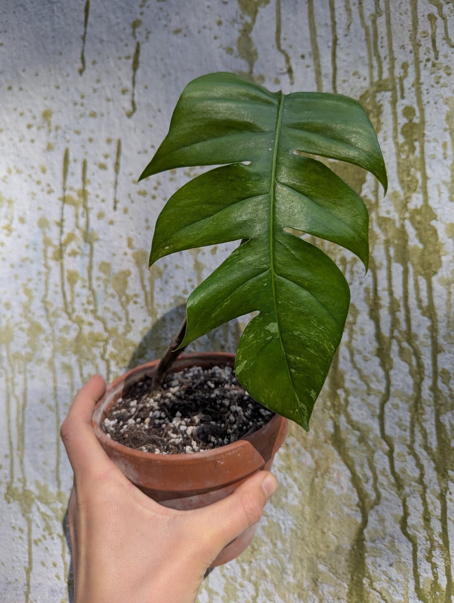Bazarové kvítko MIX #slowplant