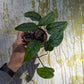 Bazarové kvítko MIX #slowplant