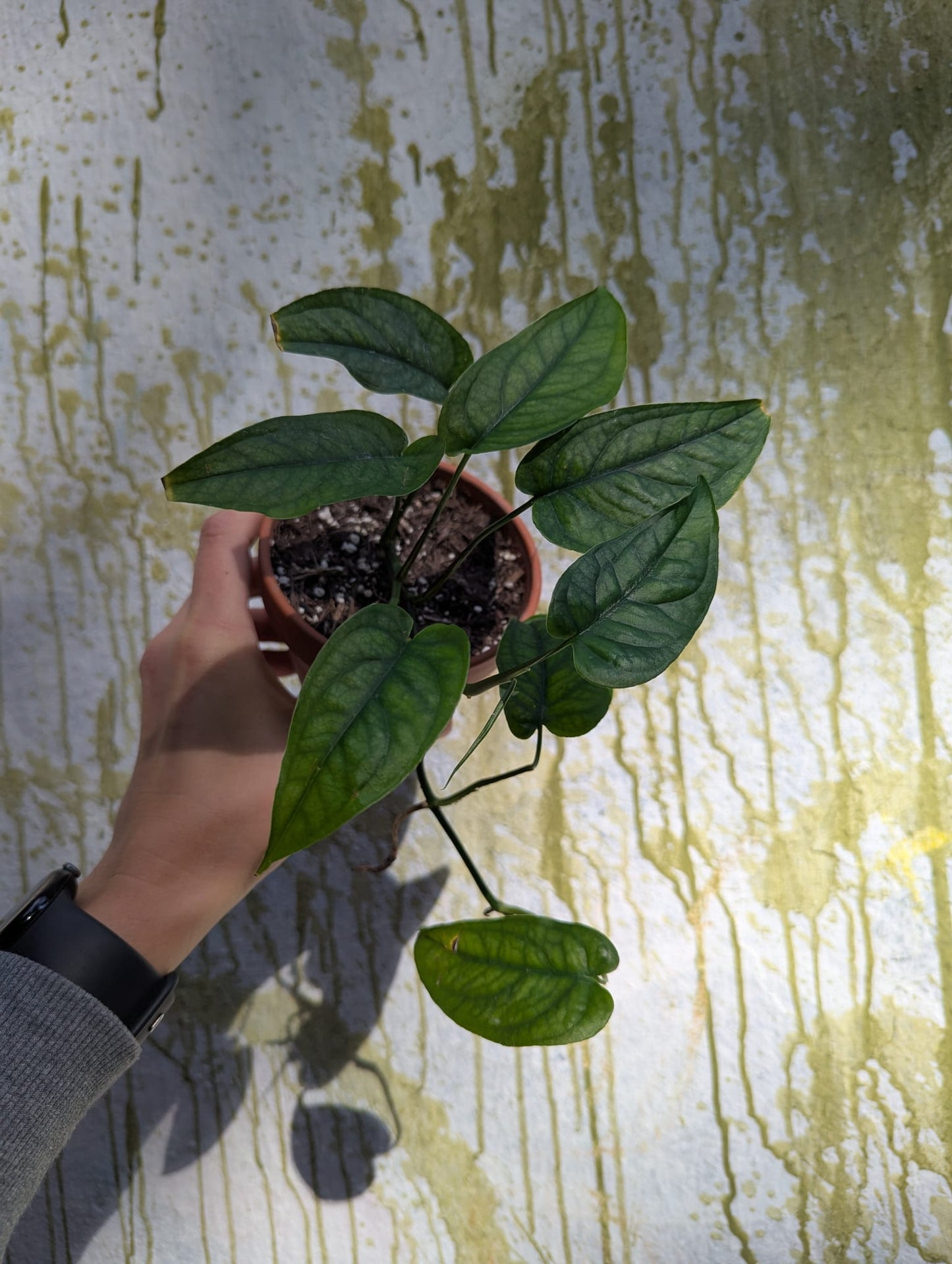 Bazarové kvítko MIX #slowplant