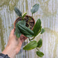 Bazarové kvítko MIX #slowplant