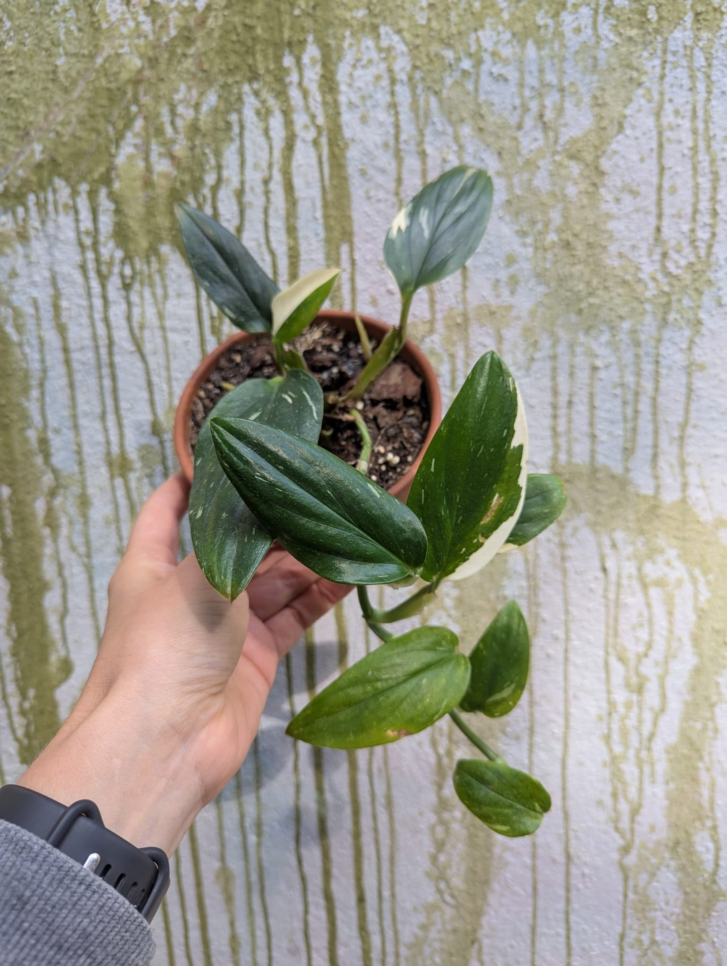 Bazarové kvítko MIX #slowplant