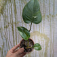Bazarové kvítko MIX #slowplant