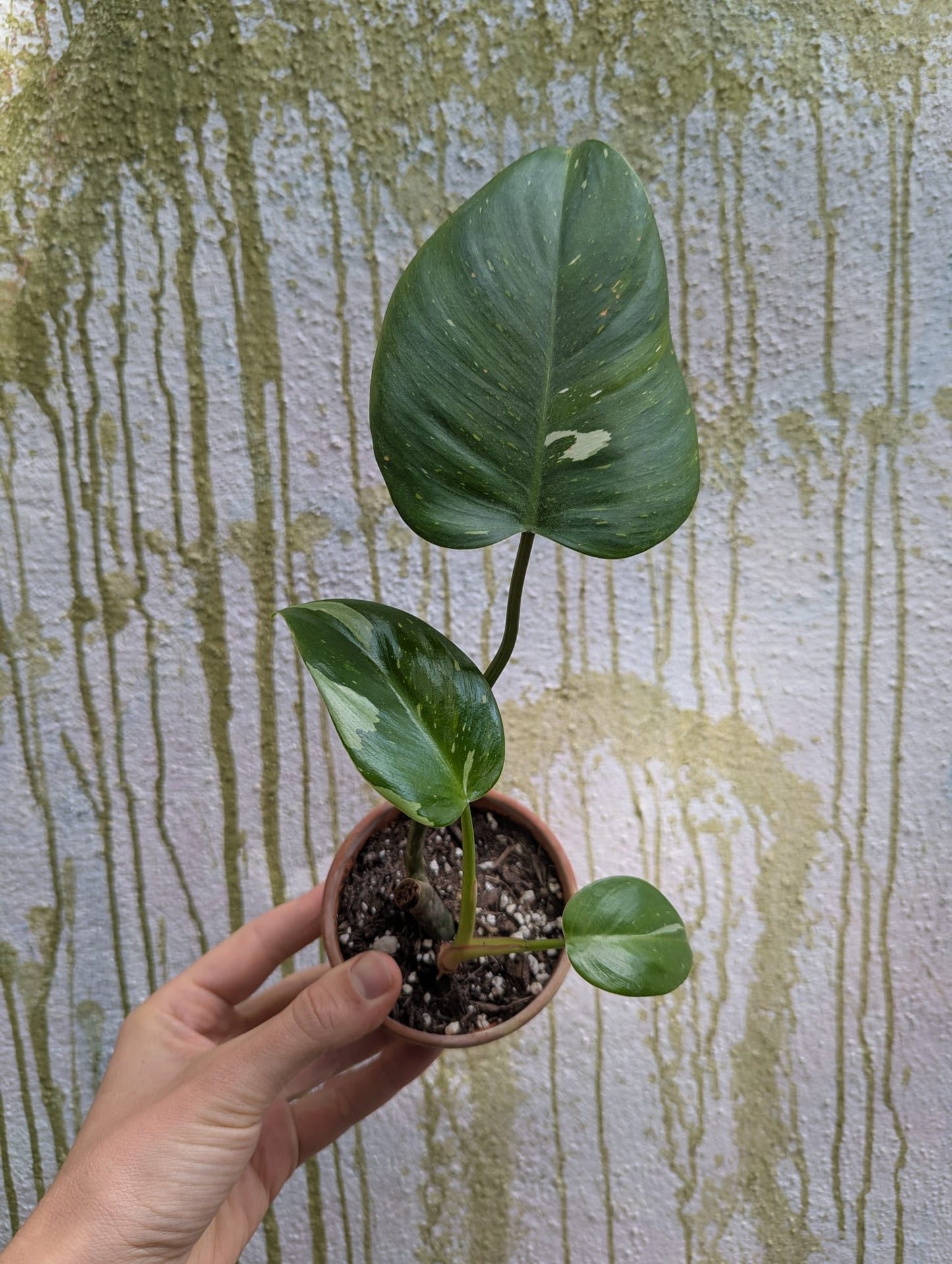 Bazarové kvítko MIX #slowplant