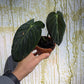 Bazarové kvítko MIX #slowplant