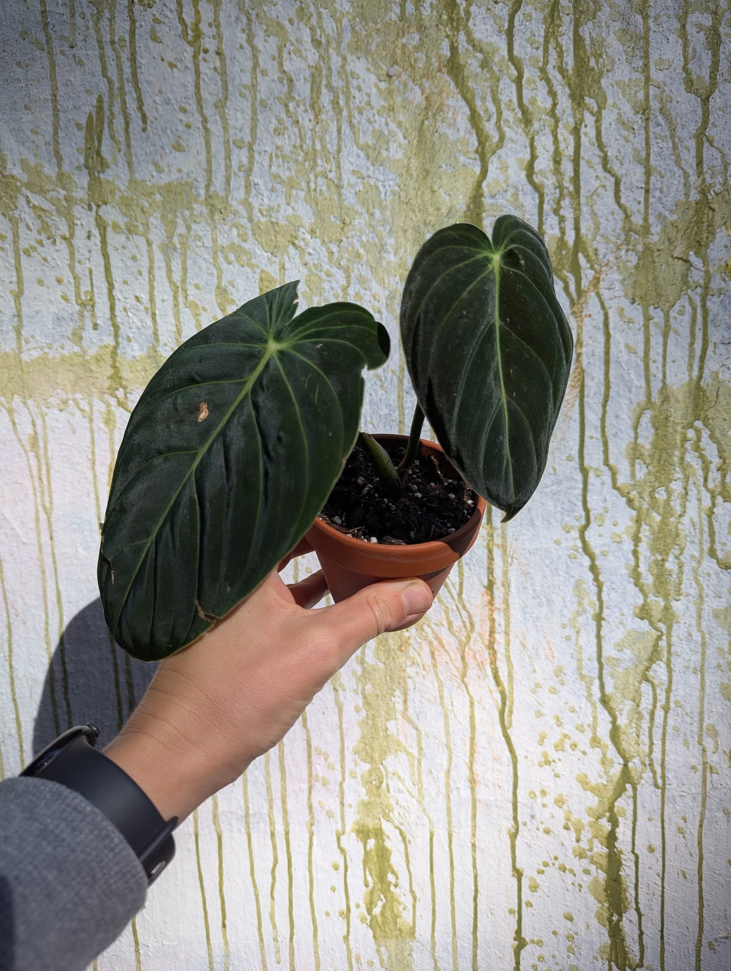 Bazarové kvítko MIX #slowplant