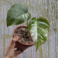 Bazarové kvítko MIX #slowplant