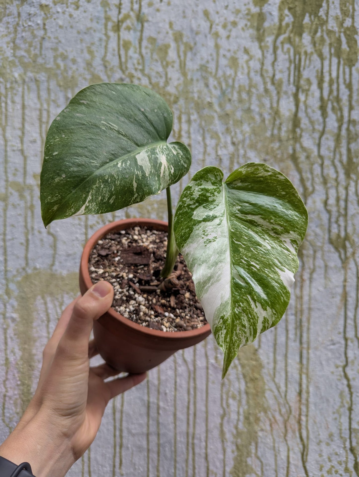 Bazarové kvítko MIX #slowplant