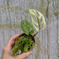 Bazarové kvítko MIX #slowplant