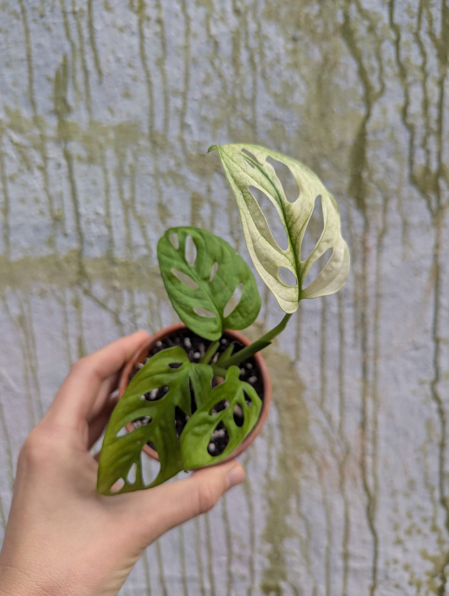 Bazarové kvítko MIX #slowplant