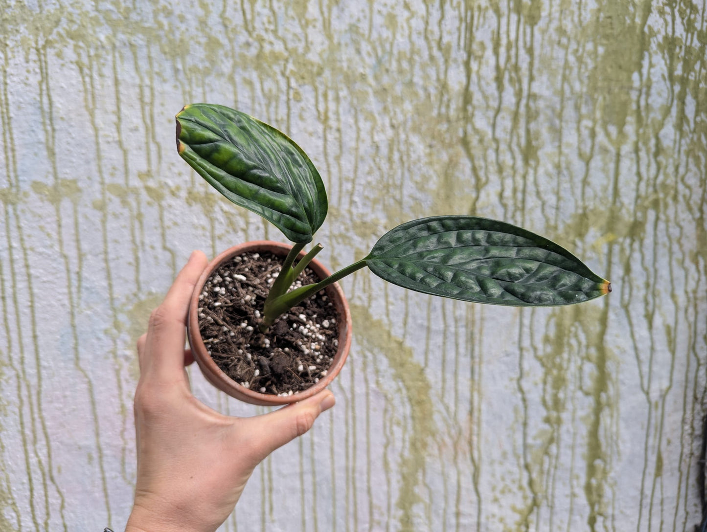 Bazarové kvítko MIX #slowplant