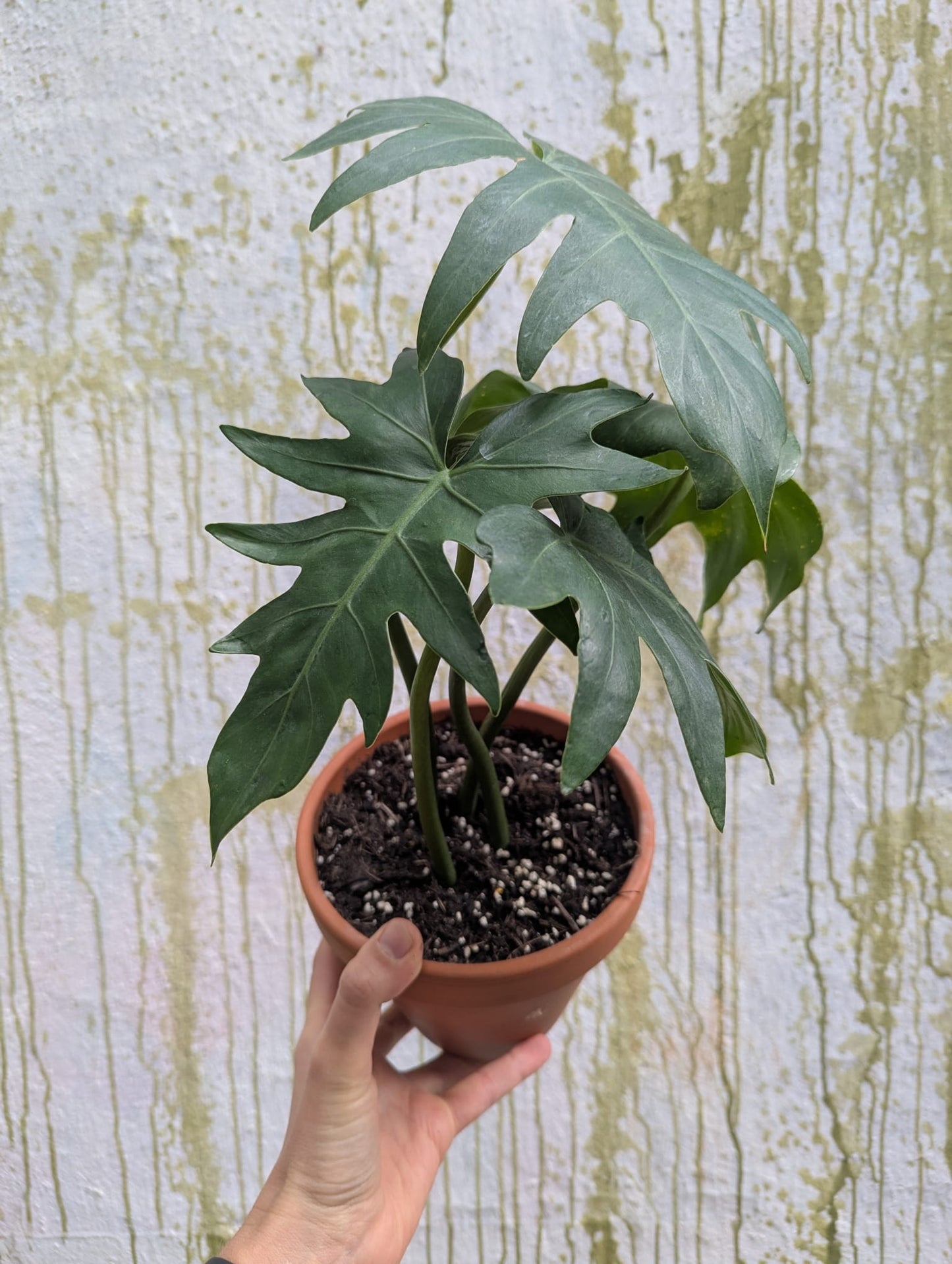 Bazarové kvítko MIX #slowplant