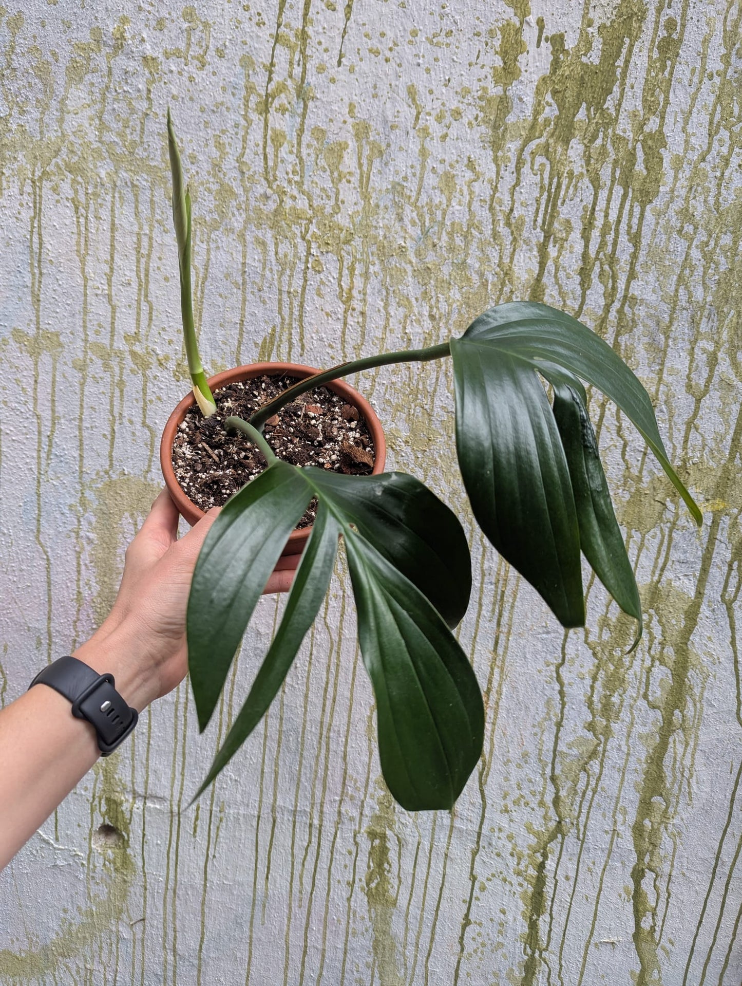 Bazarové kvítko MIX #slowplant