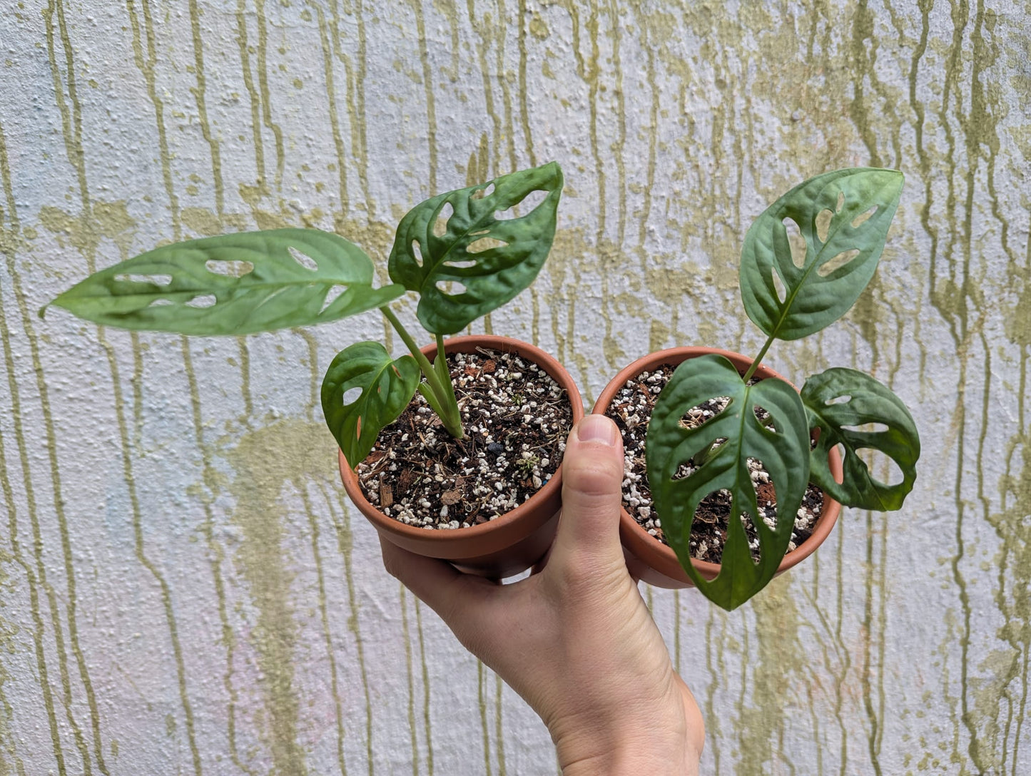 Bazarové kvítko MIX #slowplant