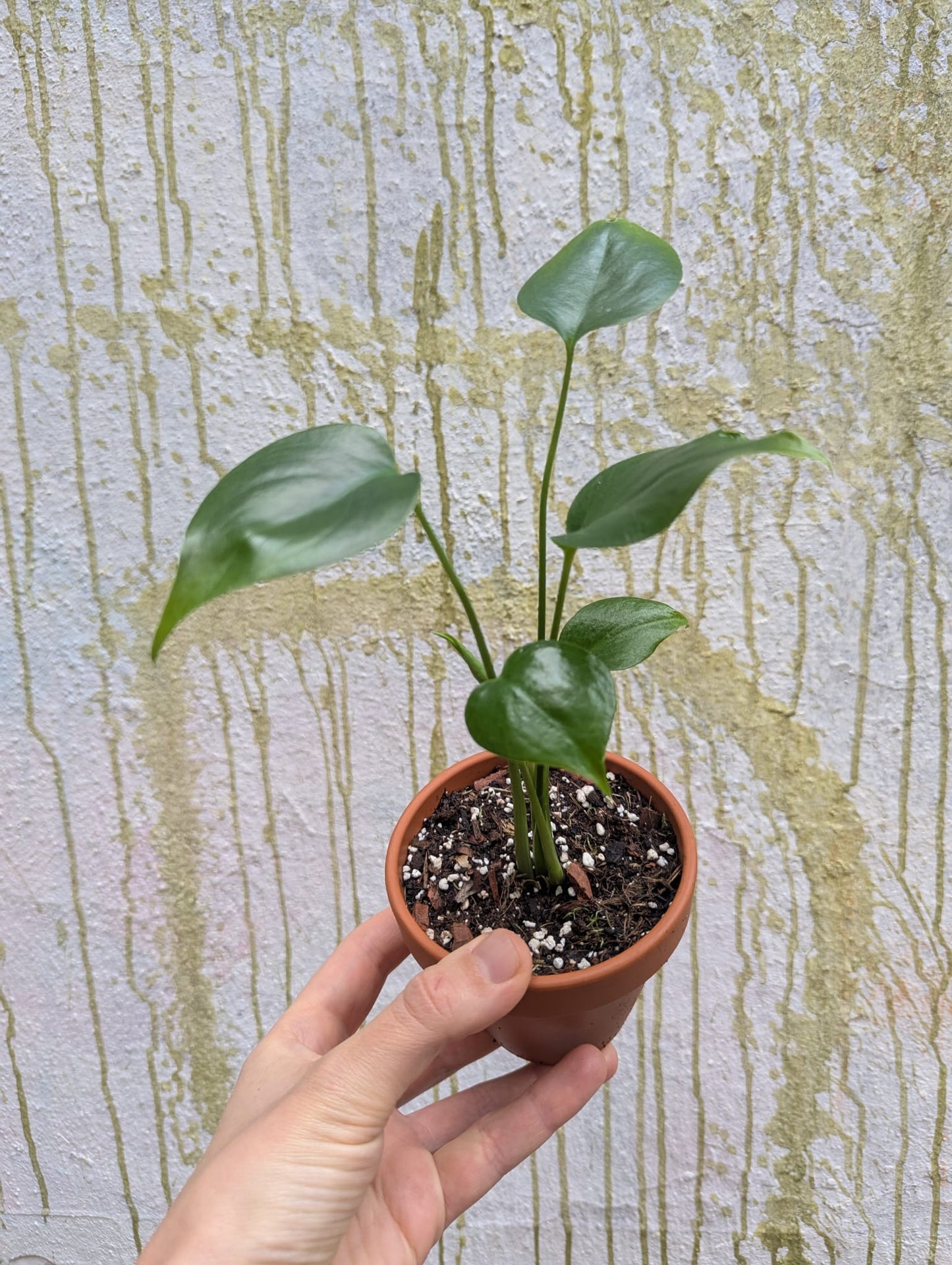 Bazarové kvítko MIX #slowplant