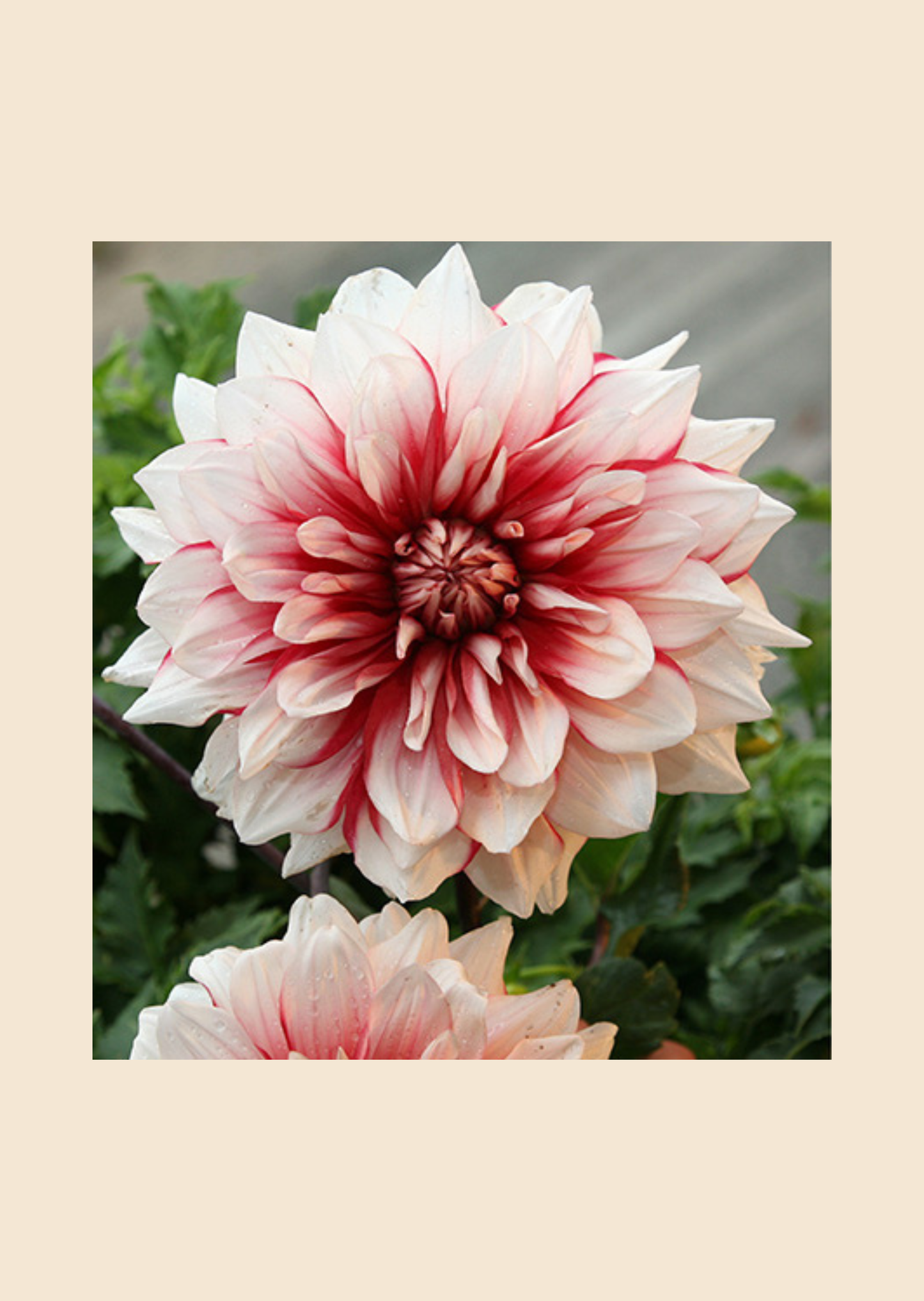 Hlíza jiřiny Gaudy