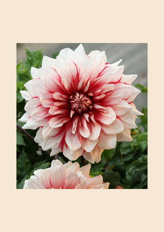 Hlíza jiřiny Gaudy