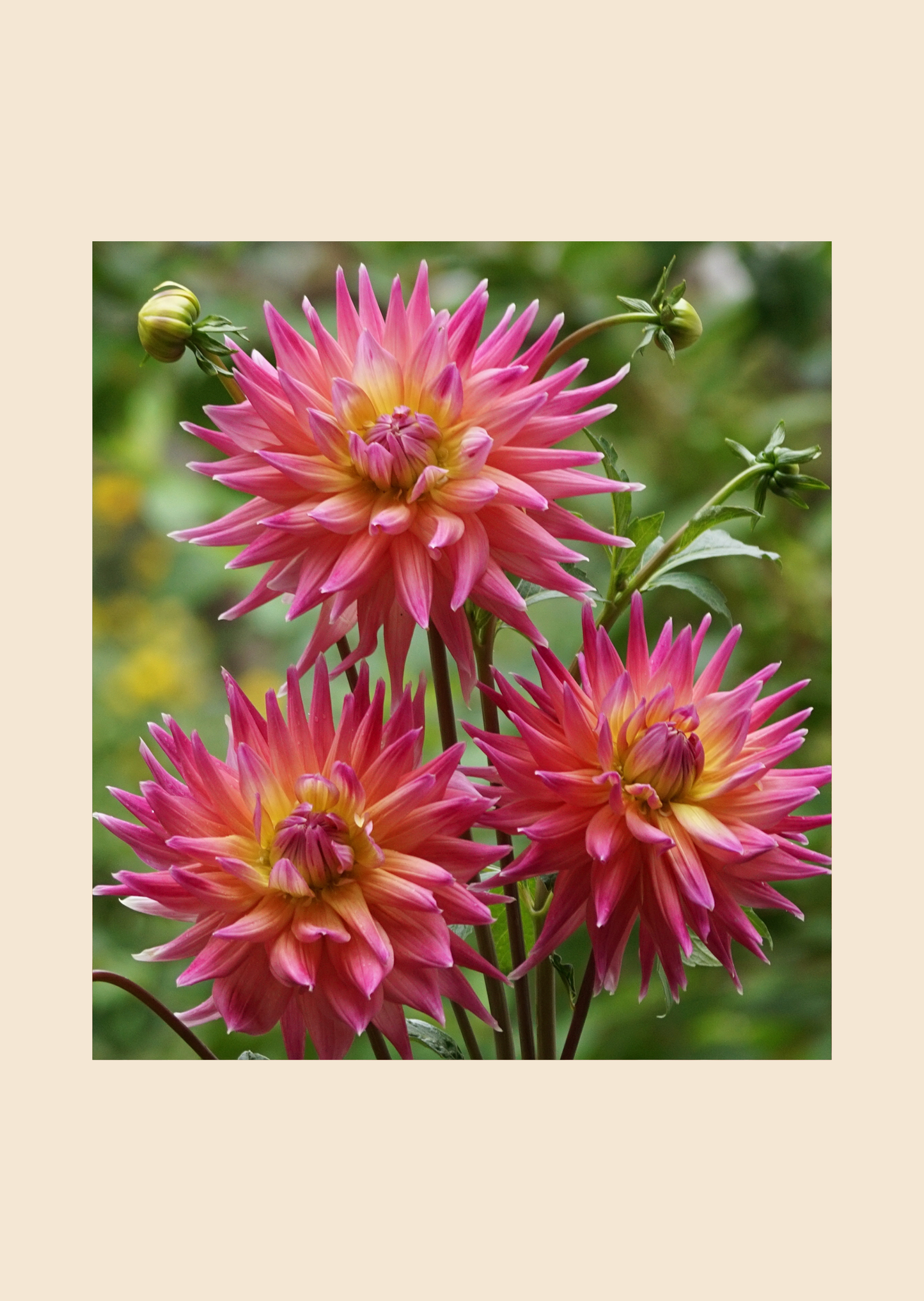 Hlíza jiřiny Kaprys