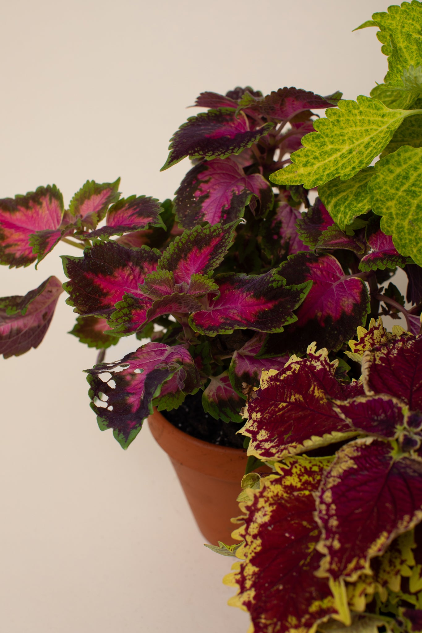 Semena: Africká kopřiva (coleus)