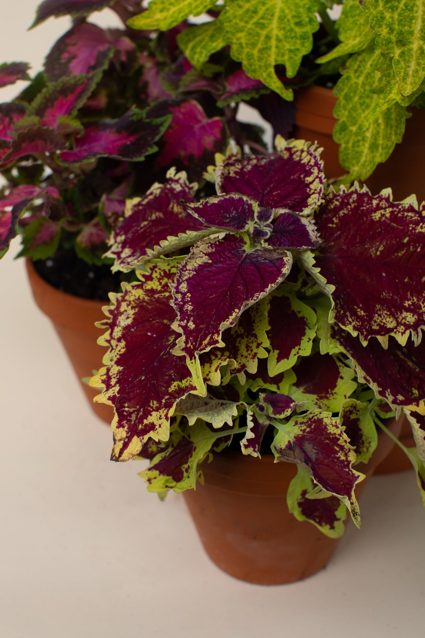 Semena: Africká kopřiva (coleus)