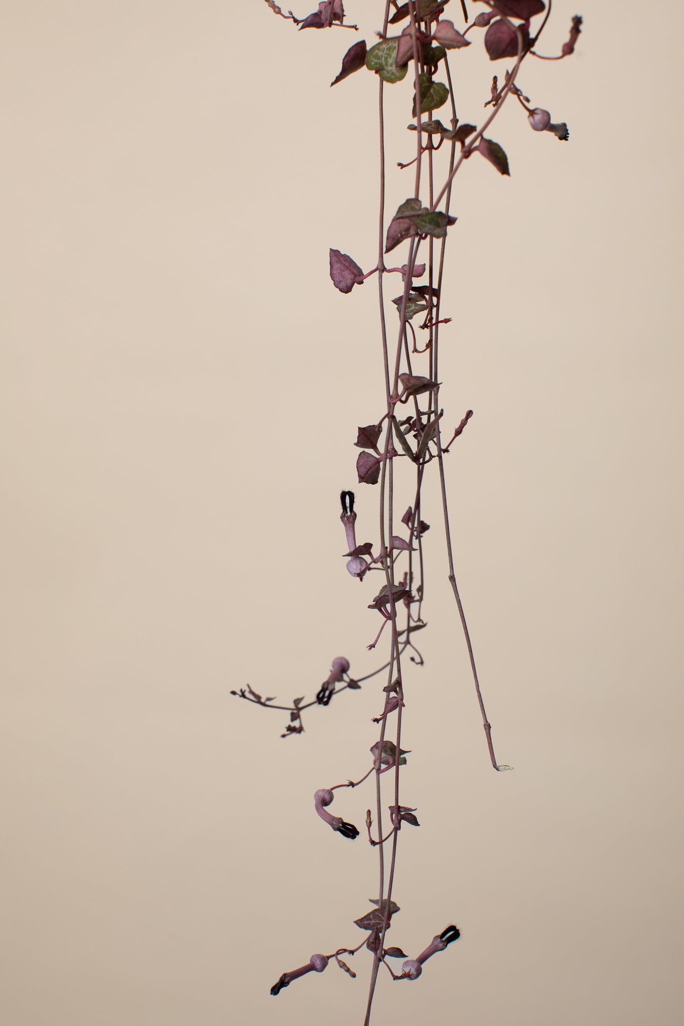 Semena: Svícník Woodův (Ceropegia Woodii) SLOW PLANT