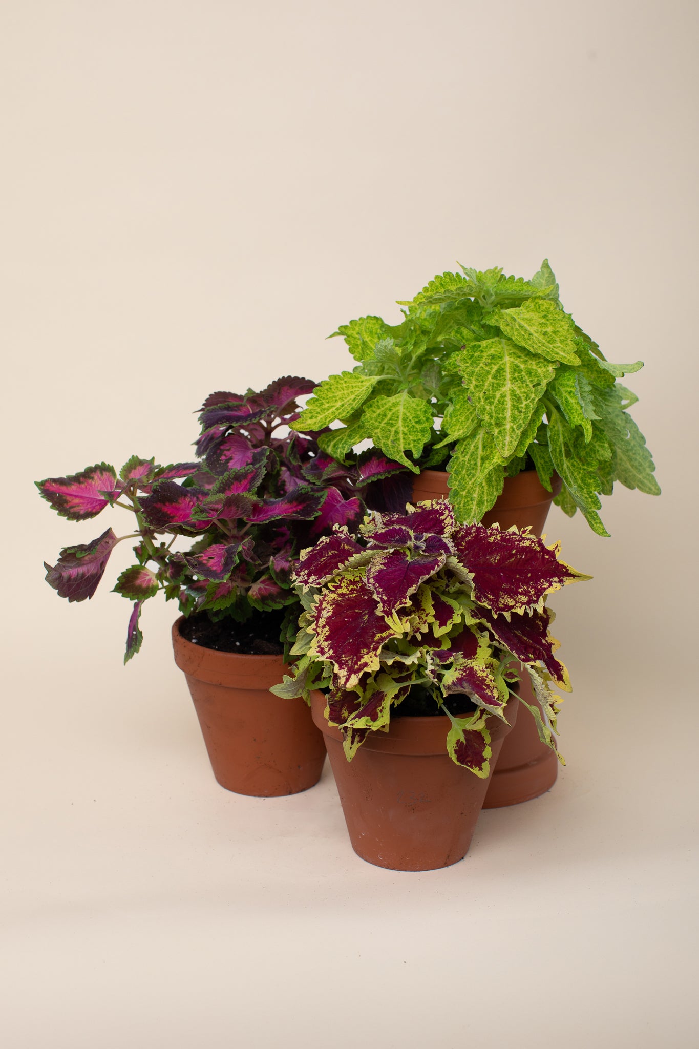 Semena: Africká kopřiva (coleus)