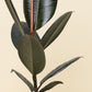 Semena: Ficus elastica