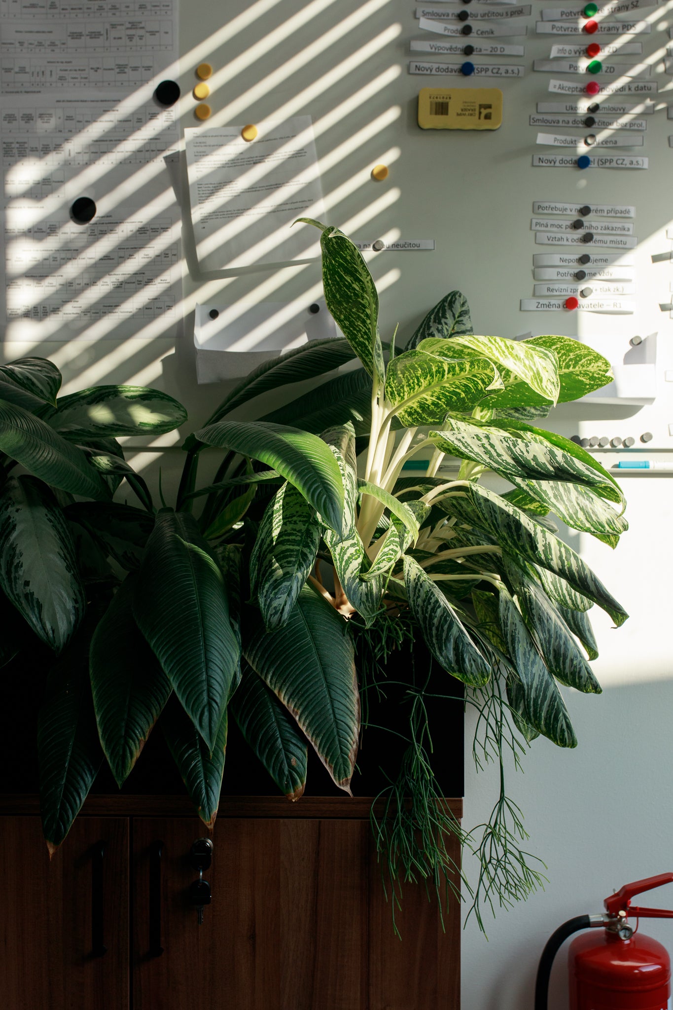 Návrh ozelenění bytu/kanceláře