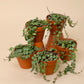 Peperomia prostrata