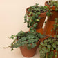 Peperomia prostrata