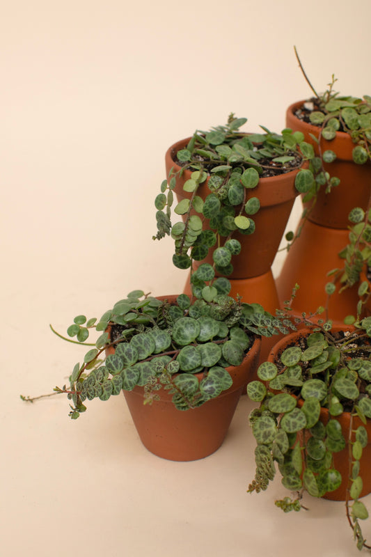 Peperomia prostrata