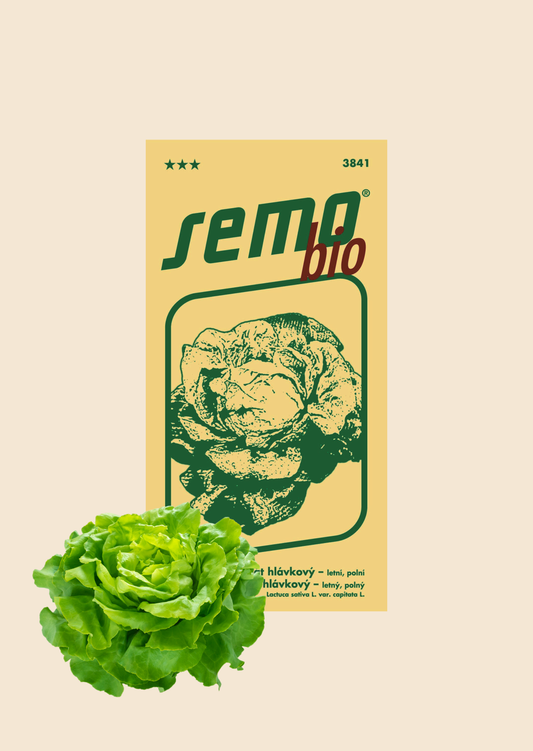 BIO Salát hlávkový Dětenická atrakce letní 0,5 g