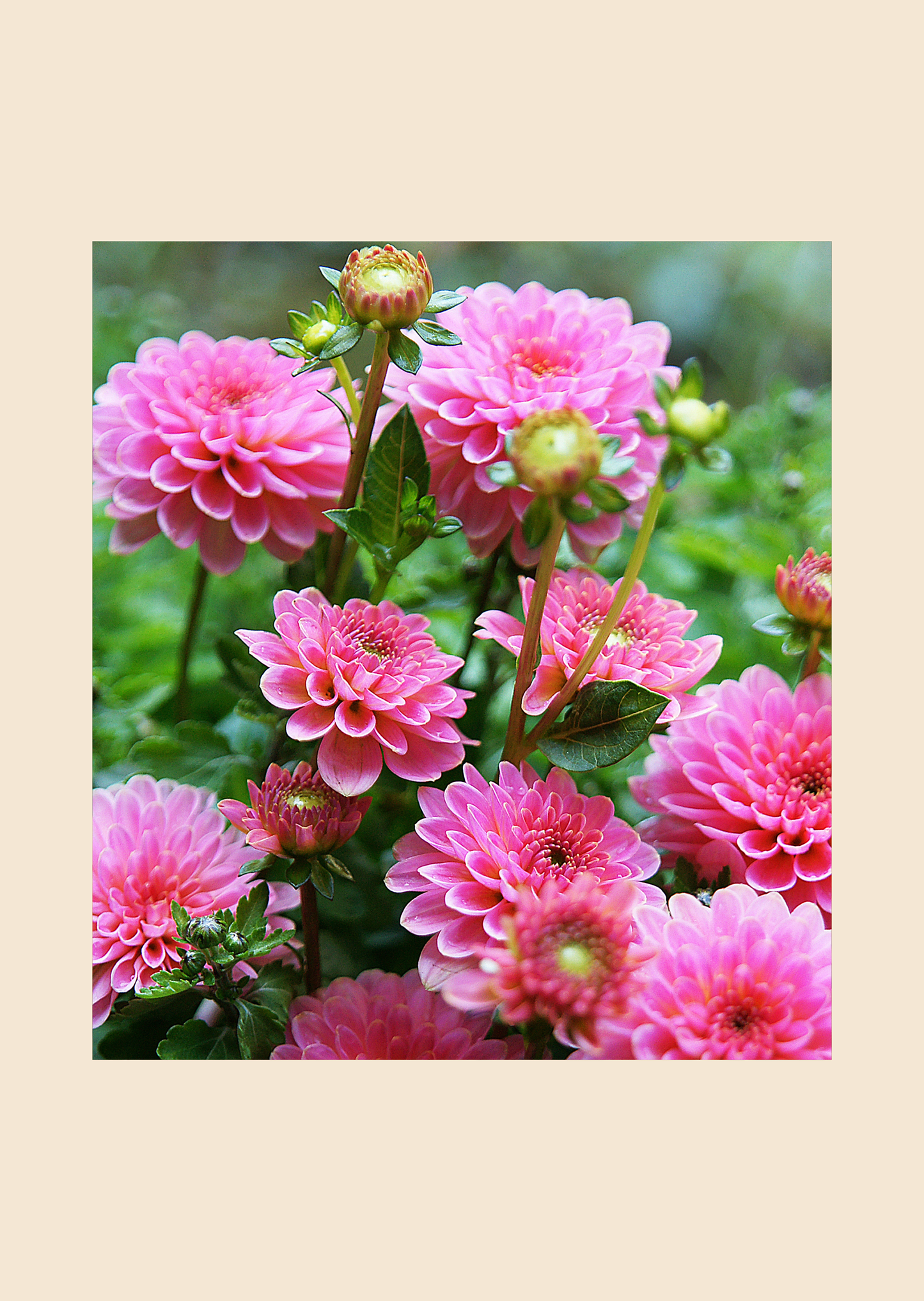 Hlíza jiřiny Včelka Mája