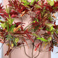 Codiaeum variegatum SLOW PLANT