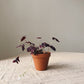 Oxalis triangularis