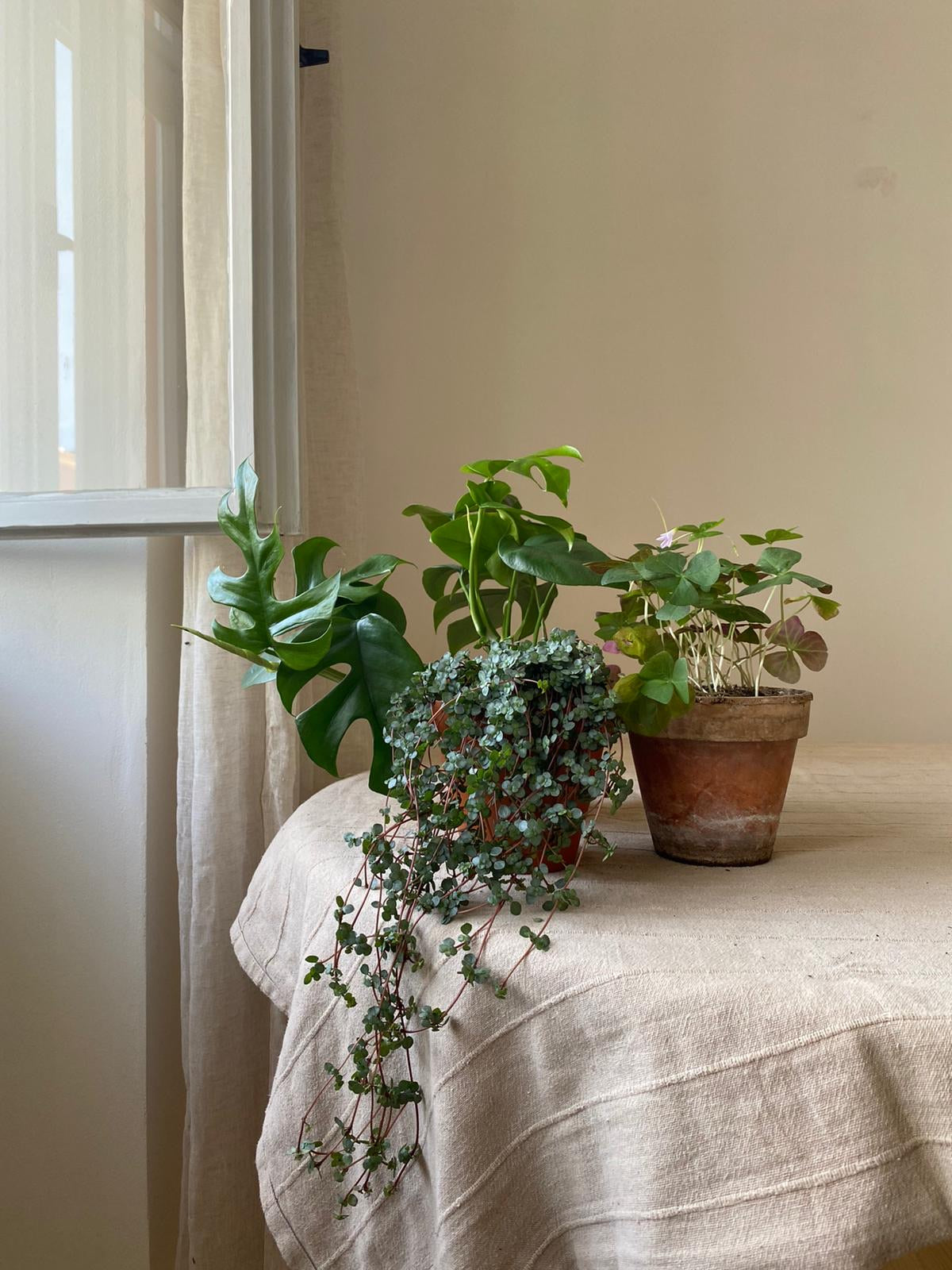 Pilea libanensis/glaucophylla