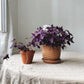 Oxalis triangularis
