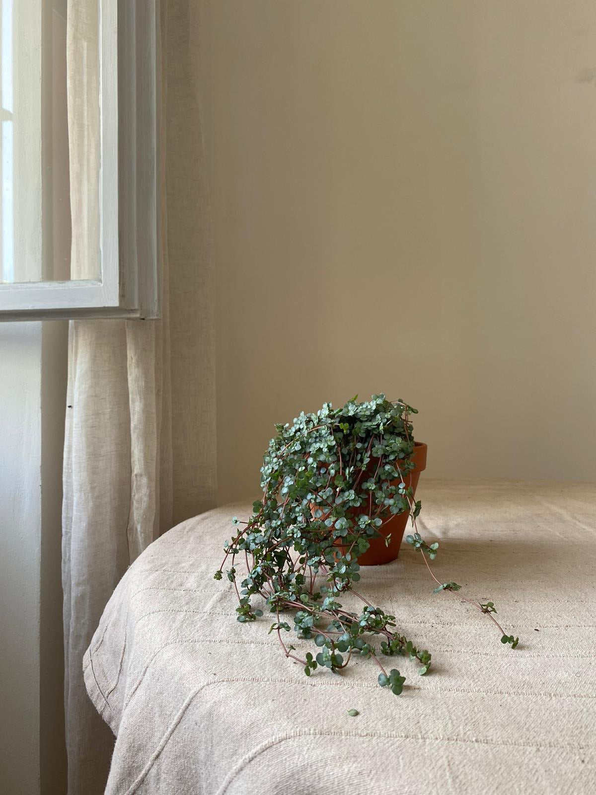 Pilea libanensis/glaucophylla