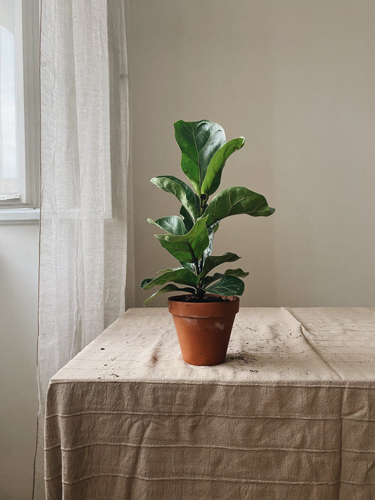 Ficus lyrata Bambino