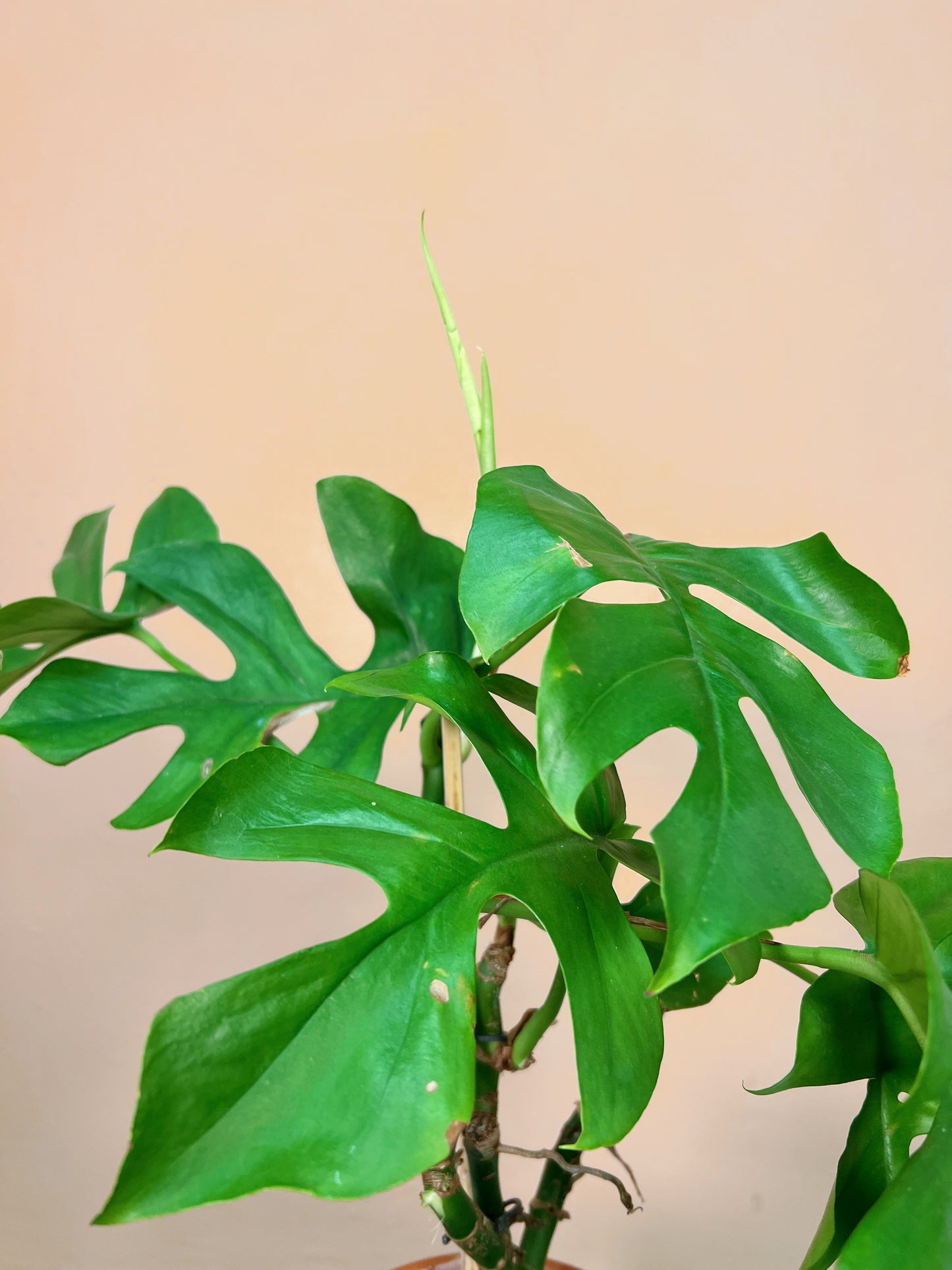 Rhaphidophora tetrasperma baby SLOW PLANT