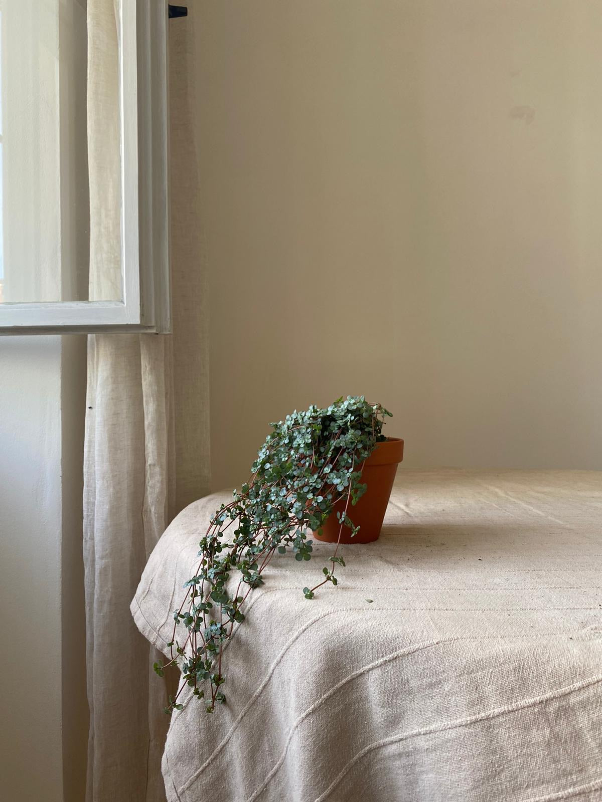 Pilea libanensis/glaucophylla