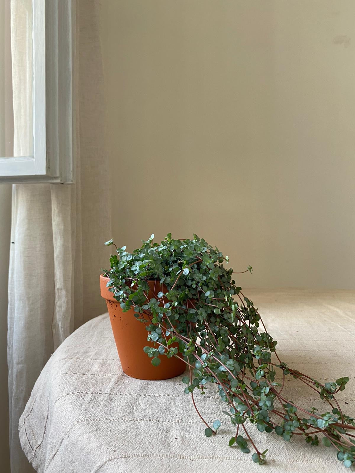 Pilea libanensis/glaucophylla