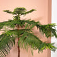 Araucaria heterophylla (blahočet) SLOW PLANT
