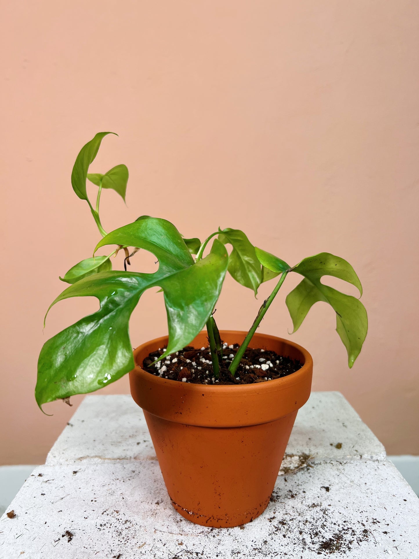 Rhaphidophora tetrasperma baby SLOW PLANT