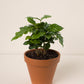 Coffea arabica baby #slowplant