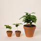 Coffea arabica baby #slowplant